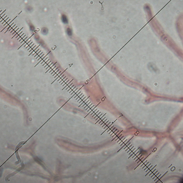 In mancanza di .... QUIZ